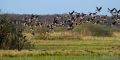 046_Biebrza - kwiecien 2009